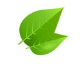 Two green tree leaves vector illustration Royalty Free Stock Photo