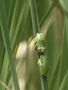 Two green treefrogs