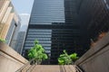 Two green trees in downtown business district of Toronto on sunny day Royalty Free Stock Photo