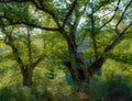 Two green trees illuminated from behind by the sun of a Galician forest of ethereal and magical light Royalty Free Stock Photo