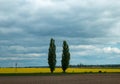Two green trees next to a rapeseed field Royalty Free Stock Photo