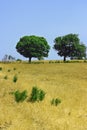 Two green trees on yellow field