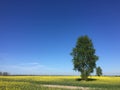 Two trees on rapeseed spring field landscape Royalty Free Stock Photo