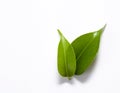 Two green tropical leaves on a white background