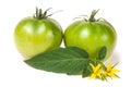 Two green unripe tomato with a flower and leaf isolated on white background Royalty Free Stock Photo