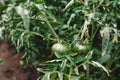 Two green unripe tomatoes ripens in garden Royalty Free Stock Photo
