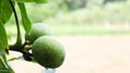 Two green unripe walnuts on a tree branch surrounded by leaves in summer in the garden or horticultural farm, nature. Selective Royalty Free Stock Photo