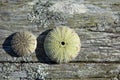 Two urchins on wooden background