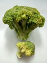 two green and very fresh broccoli sized large and small on a white background Royalty Free Stock Photo