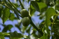 Two green walnuts grow on a tree with green leaves against a blue sky Royalty Free Stock Photo