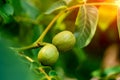 Two green walnuts ripening on the tree in summer on a warm sunny day. Big green fruits of walnut on a branch. Close-up Royalty Free Stock Photo