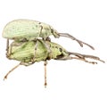 Two green weevil isolated on white Royalty Free Stock Photo
