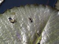 Two green weevils walk on lotus leaf pool Royalty Free Stock Photo