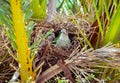 Two green wild parrots sitting in the nest in a palm tree, Barcelona