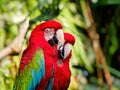 Two green-winged macaws Royalty Free Stock Photo