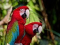 Two green-winged macaws Royalty Free Stock Photo