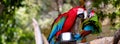 Two green-winged macaws outdoors