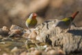 Green winged Pytilia in Kruger National park, South Africa Royalty Free Stock Photo