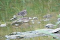 Green-winged Teal Royalty Free Stock Photo