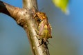 Shield bugs mating in spring sunlight