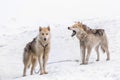 Two greenlandic Inuit sledding dogs standing on alert in the snow, Sisimiut, Greenland