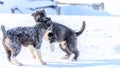 Greenland sled dogs sleeping in the snow Royalty Free Stock Photo