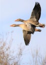 two grelag geese flying Royalty Free Stock Photo