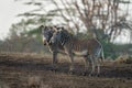 Two Grevy zebras stand side-by-side on slope