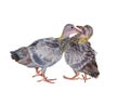 Two grey baby pigeon birds kissing and mating each other isolated on white background.