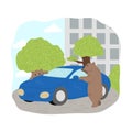 Two grey bears investigating blue car in city