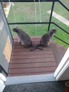 Two grey cats with crossed tails