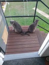 Two grey cats with crossed tails