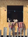 Two grey cats near the window on different color blankets Royalty Free Stock Photo