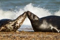Two Grey common seal on beach playing Royalty Free Stock Photo