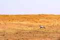 Two grey cranes in a field looking for food in the steppe