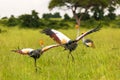 Two grey crownd cranes starting to fly