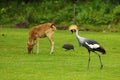 Two grey crowned crane Balearica regulorum, also known as the African crowned crane, golden crested crane Royalty Free Stock Photo