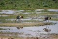 Grey crowned crane foraging on a shallow water Royalty Free Stock Photo