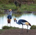 Two grey crowned crane at lake Royalty Free Stock Photo