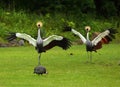 Two grey crowned cranes Balearica regulorum, also known as the African crowned crane, golden crested crane, on the greaan grass Royalty Free Stock Photo