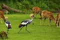 Two grey crowned cranes Balearica regulorum, also known as the African crowned crane, golden crested crane Royalty Free Stock Photo