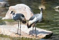 Two Grey Crowned Cranes Royalty Free Stock Photo