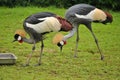 Two Grey Crowned Cranes grazing