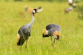 Two grey crowned cranes in Murchison Falls park Royalty Free Stock Photo