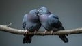 Pigeon Pair Loving Birds Perched on Branch Royalty Free Stock Photo