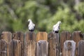 Two grey doves sit like bookends on a fence top and watch the yard