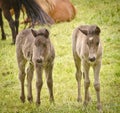 Two grey, dun colored sweet foals playing and staying together in the meadow Royalty Free Stock Photo