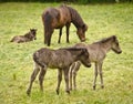 Two grey, dun colored sweet foals playing and staying together in the meadow Royalty Free Stock Photo