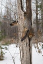 Two Grey Foxes Urocyon cinereoargenteus Compete for Space Inside Split Tree Winter