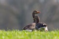 Two grey gooses (Anser anser) in the green meadow